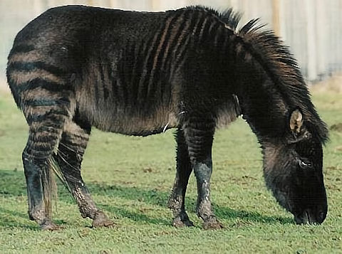 Zony - cross between Zebra and Shetland Pony